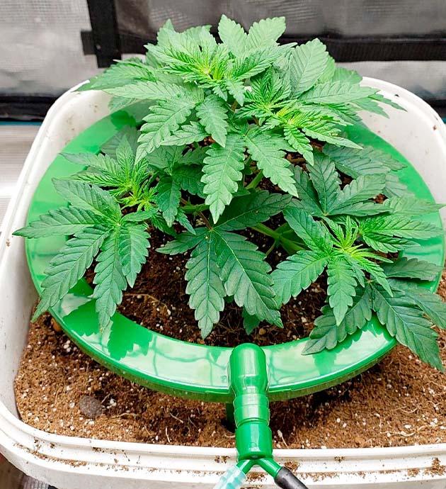 Куст Booberry Cookies RBX на стадии вегетации