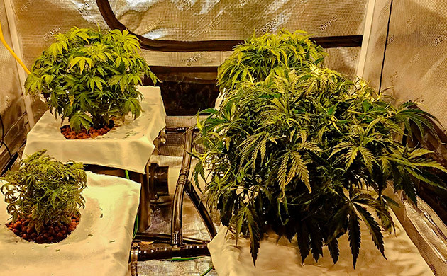 Корневая гниль у Gelato Auto