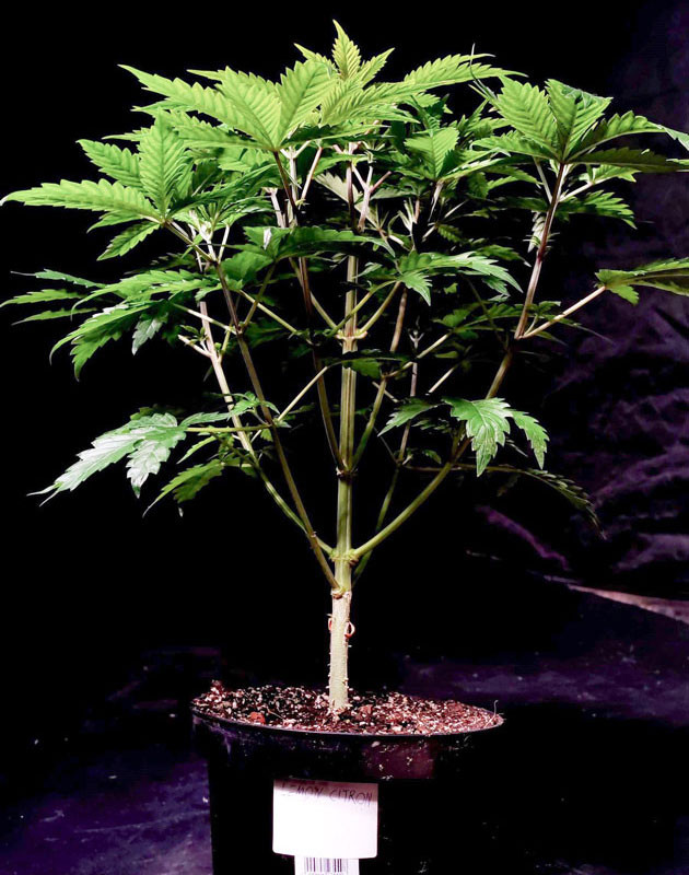 Подготовка к стимуляции цветения Lemon Citron Пересадка в конечный горшок Lemon Citron