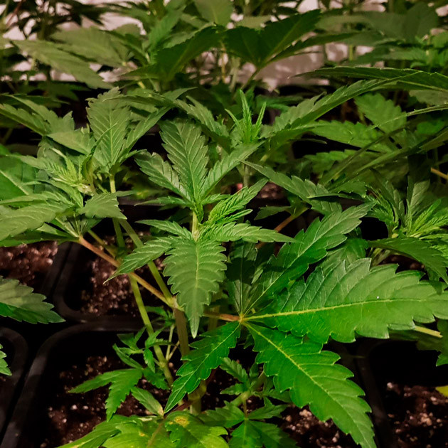 Куст каннабиса в конце пятой недели Куст ростом 30 см