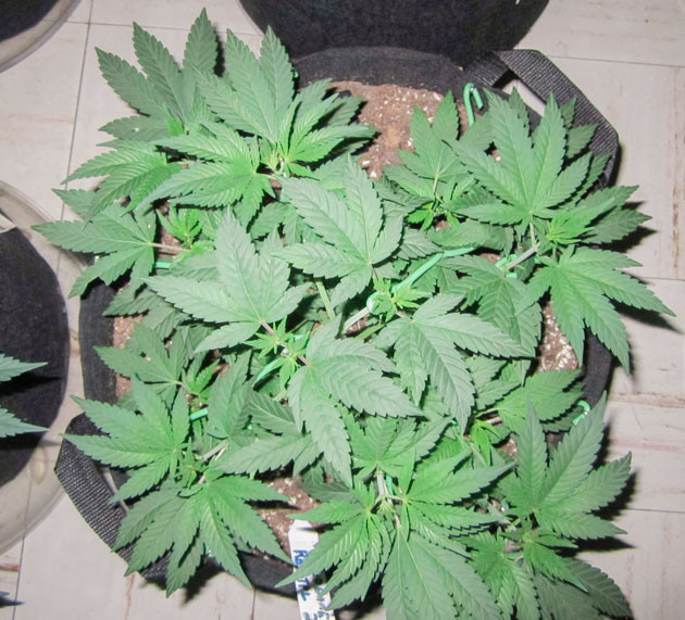 Конопля на 6 неделе выращивания