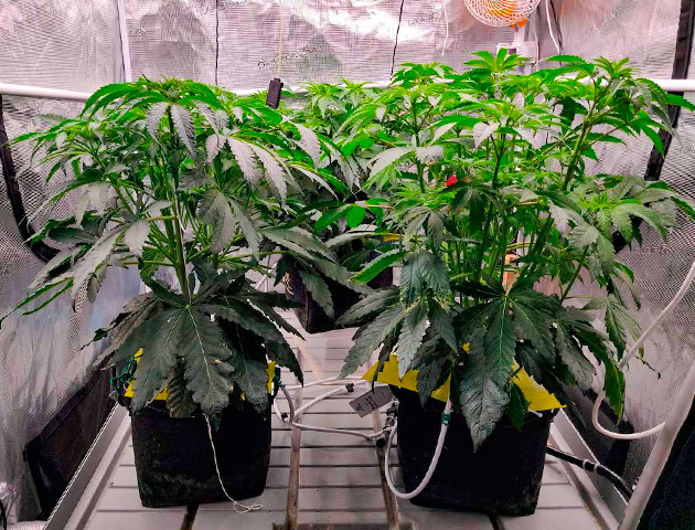 Техника суперкроппинг для Biscotti Mintz Тренировка конопли Biscotti Mintz методом LST