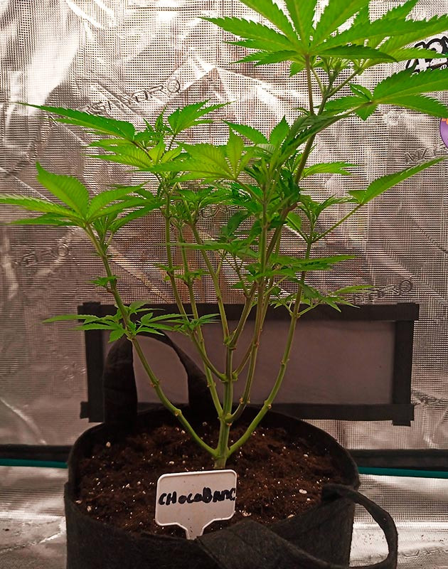 Перевод растения на стадию цветения Куст высотой 40 см