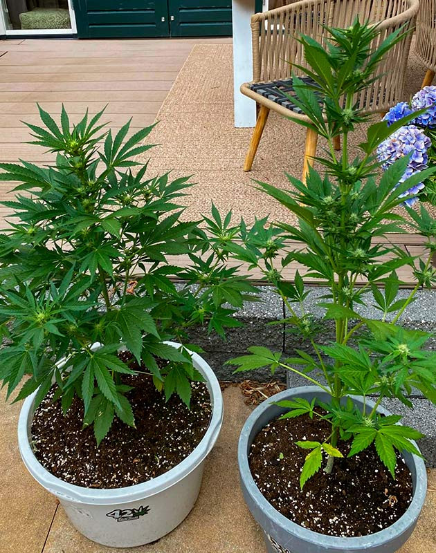 Осмотр кустов на предмет повреждений и насекомых Кусты Guava Auto от FastBuds ростом 75 см