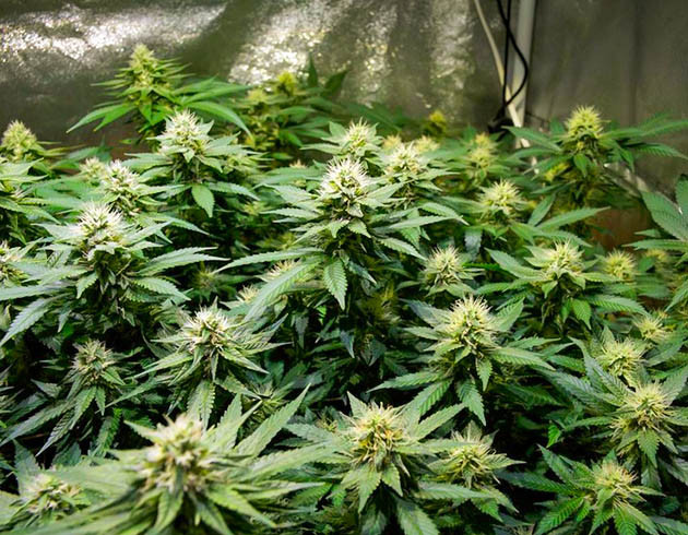 Набор массы шишек на 17 неделе Шишки с белыми стигмами