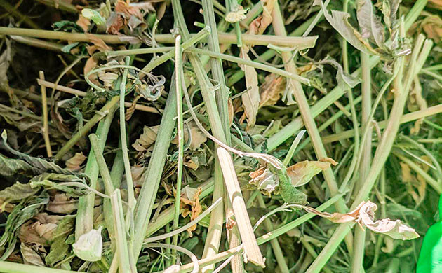 Стебли и корни конопли улучшают структуру почвы Для чего нужна переработка стеблей и корней конопли