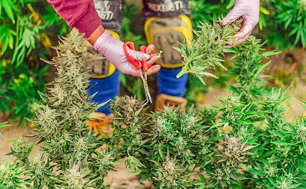 Урожай конопли: зависимость от климата Когда собирать урожай: учет региональных особенностей