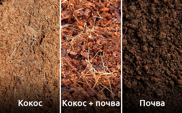 Кокосовое волокно или почва в качестве компонента субстрата Выбор субстрата для автоцветущих сортов