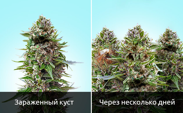 Что такое бутонная гниль Бутонная гниль на каннабисе