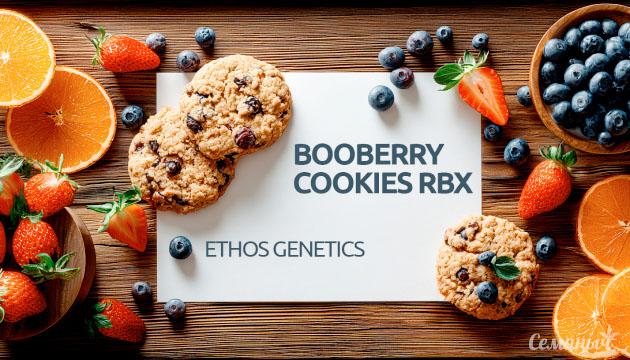 Гроурепорт сорта Booberry Cookies RBX от Ethos Genetics