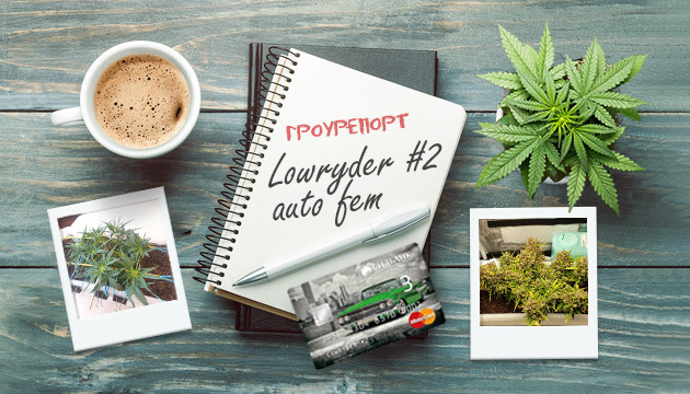 Выращивание сорта марихуаны Lowryder #2 auto Гроурепорт сорта марихуаны Lowryder #2 auto