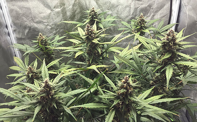 Появление запаха на 6 неделе выращивания Конопля ростом 60 см