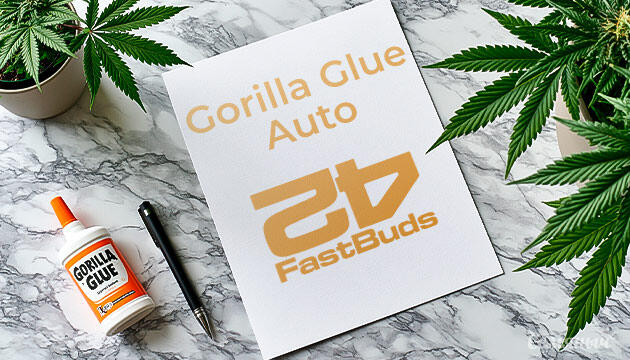 Выращивание сорта марихуаны Gorilla Glue Auto от FastBuds Гроурепорт сорта Gorilla Glue Auto от FastBuds
