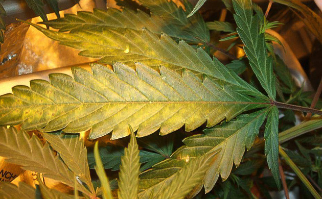 Симптомы дефицита молибдена у каннабиса Признаки нехватки молибдена у конопли