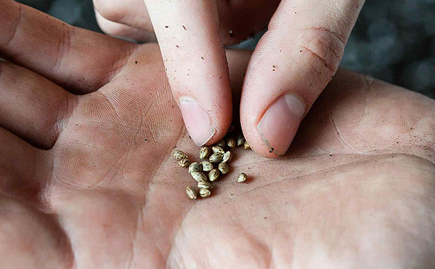 Сбор семян: трудозатратный этап Кропотливая работа: сбор и сортировка семян