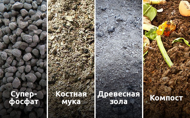 Что делать при дефиците фосфора у каннабиса Удобрение конопли при дефиците фосфора