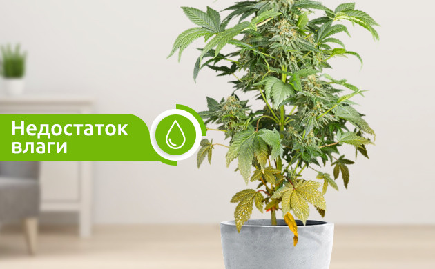 Признак нехватки влаги куста Пожелтение нижних листьев из-за недостаточного полива