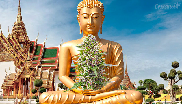 Развитие конопляной индустрии в Таиланде Индустрия каннабиса в Таиланде