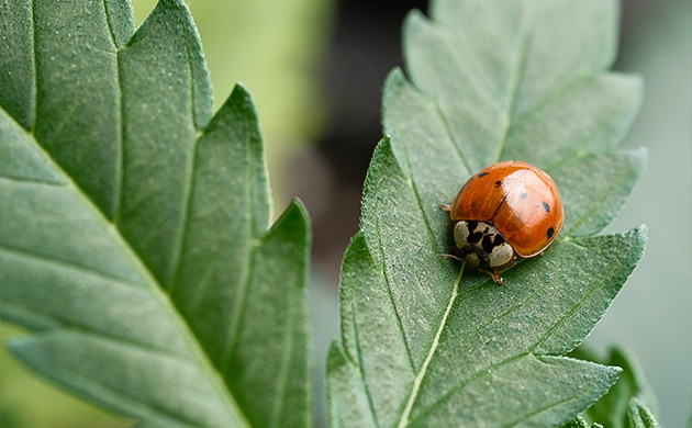 Борьба с вредителями при аутдорном выращивании Профилактика и защита от вредителей в аутдоре