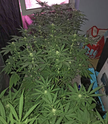 Начало периода цветения марихуаны Переход на стадию цветения сорта Jack 47 auto