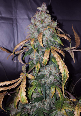 Шишки перед харвестом Главная кола марихуаны Auto White Widow