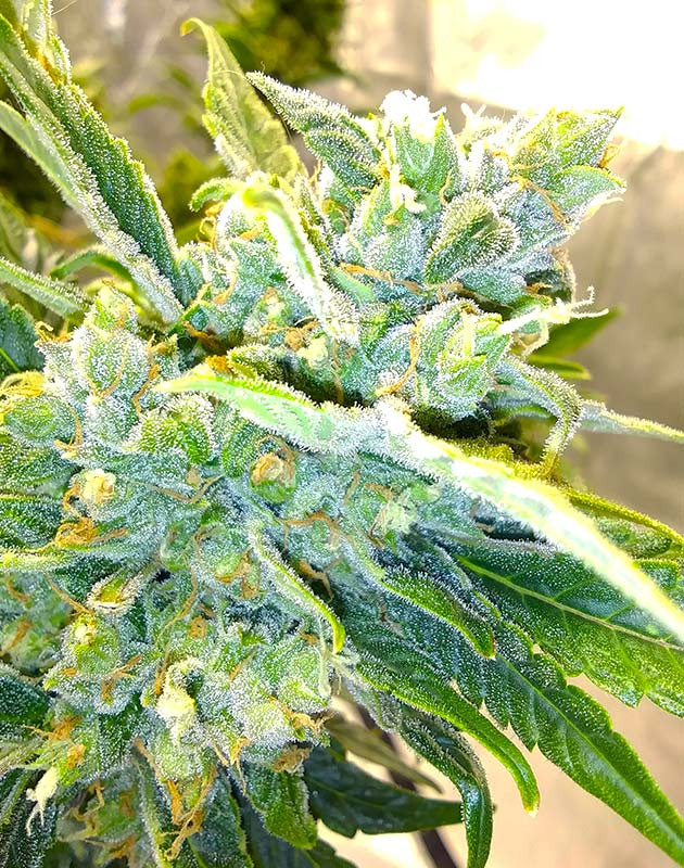 Десятая неделя выращивания Соцветие покрытое сияющими трихомами