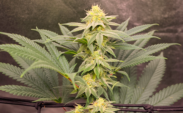 Гроурепорт сорта Sugar Bomb Punch Sugar Bomb Punch дневник по выращиванию