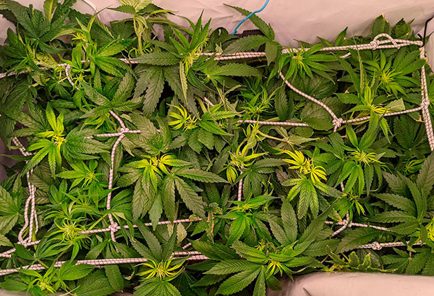 Установка сетки ScrOG Кусты Bruce Banner #3 от Herbies Seeds на 9 неделе