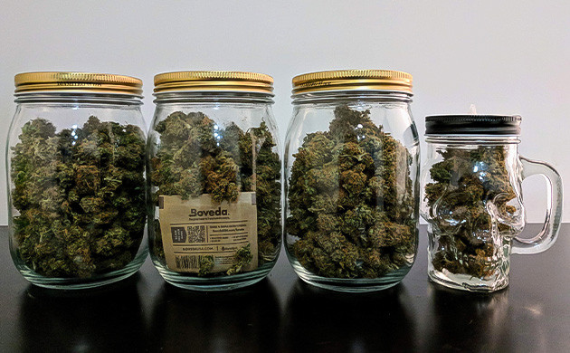 Сбор урожая с кустов Johnny Cage Auto Сбор урожая Johnny Cage Auto