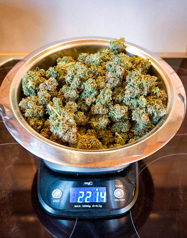 Впечатления гровера Шишки Apollo F1 Auto