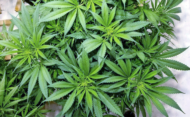 Смена освещения и состава питания на 11 неделе Сорт Amherst Sour Diesel после обрезки листвы на 11 неделе роста