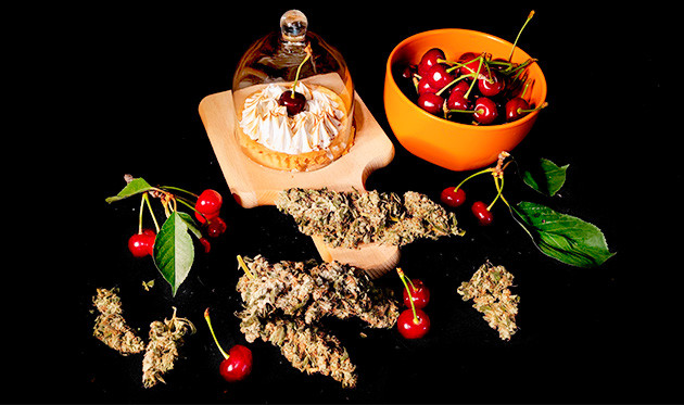 Сбор урожая с кустов Sweet Cherry Pie Сбор урожая Sweet Cherry Pie