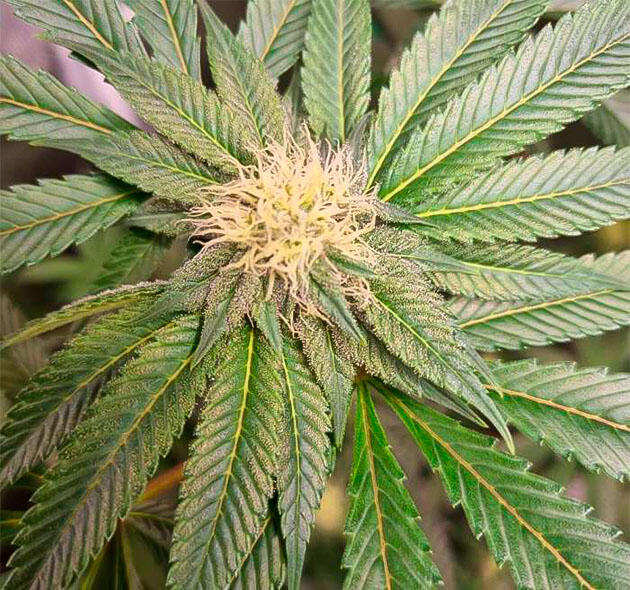 Формирование шишек и аромат ягод Куст Strawberry OG Cookies R1 от Ethos Genetics на 12 неделе