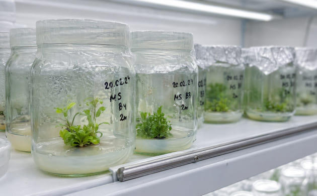 Плесень и бактериальное заражение агаровой среды