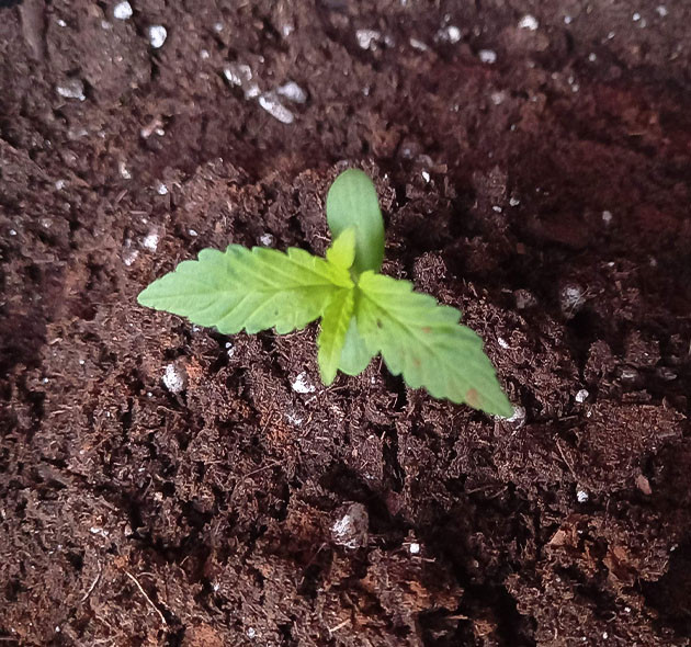 Выращивание конопли Tropicana Cookies Auto