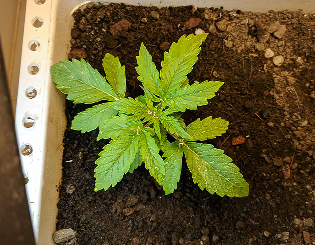 Гроурепорт сорта Johnny Cage Auto Johnny Cage Auto дневник по выращиванию