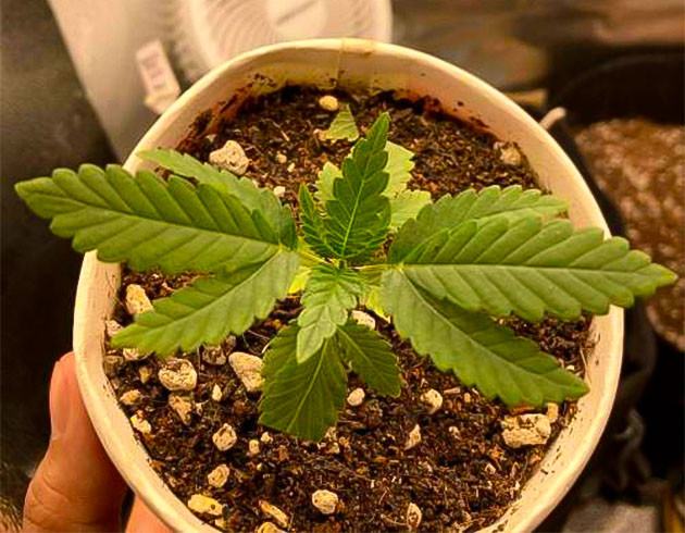 3 неделя выращивания конопли Каннабис ростом 6 см