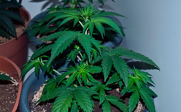 Активный рост конопли Формирование листьев конопли