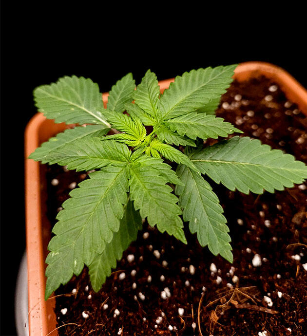 Пересадка в горшок и состав рациона для конопли 2 неделя Tropicana Cookies FF