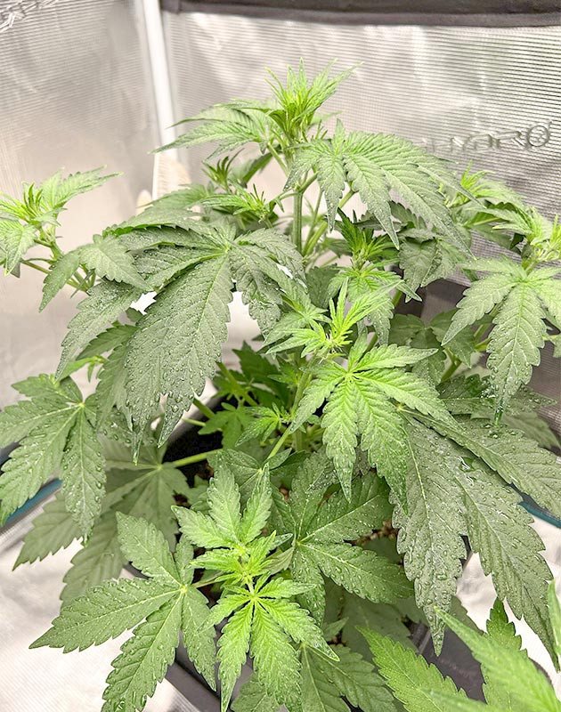 Применение удобрений по листу для Medusa F1 Auto Medusa F1 Auto: уход и подкормка по листу