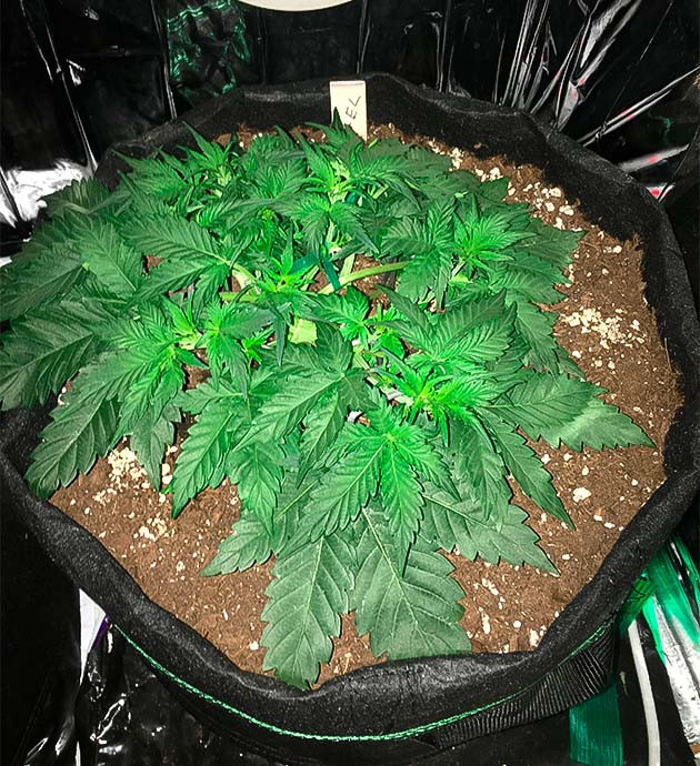 Дефолиация и LST-подгиб марихуаны 4 неделя выращивания сорта Gelato Auto
