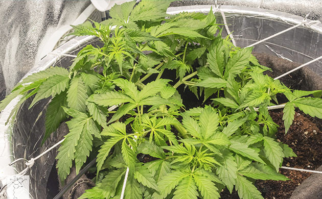 Применение техники LST на 4 неделе выращивания LST подгиб для куста Gorilla Cookies