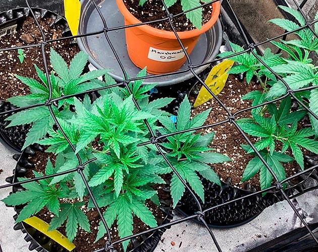 Топпинг марихуаны Конопля под сеткой ScrOG