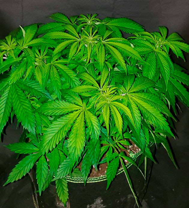 Предцвет куста конопли Появление точек роста шишек