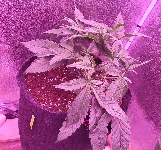 Топпинг, мейн лининг, удаление отростков и листвы у каннабиса Куст конопли с обрезанными макушками