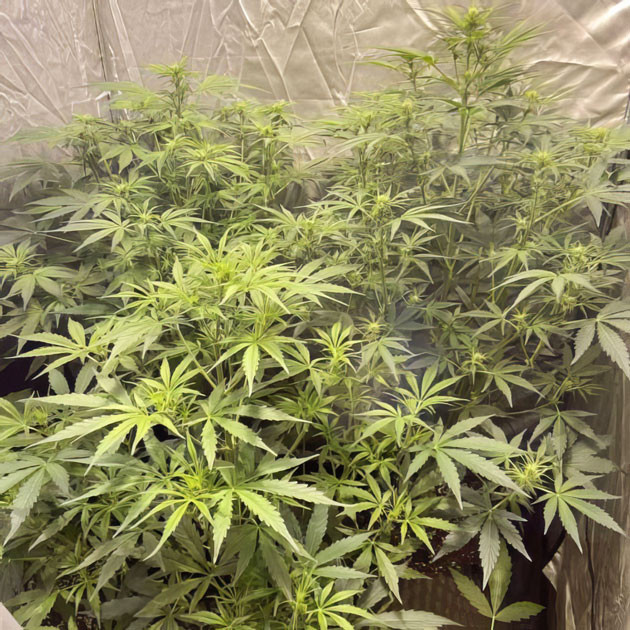 Фаза цветения и начало формирования бутонов Куст Wedding Cake Auto на 6 неделе выращивания