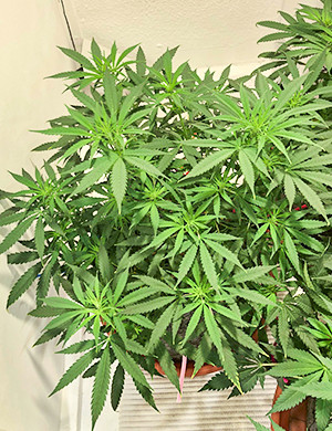 Рост куста 44 см на седьмой неделе Точки роста соцветий