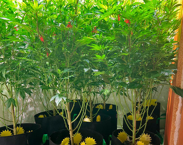 Перевод растишки на цвет 7 неделя выращивания конопли