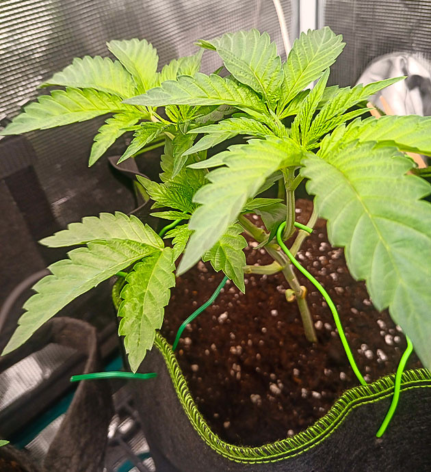 Переход в фазу цветения High Society: настройка освещения и удобрений