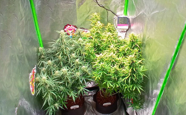 Изменение режима удобрения на 8ой неделе Кусты на 8 неделе выращивания